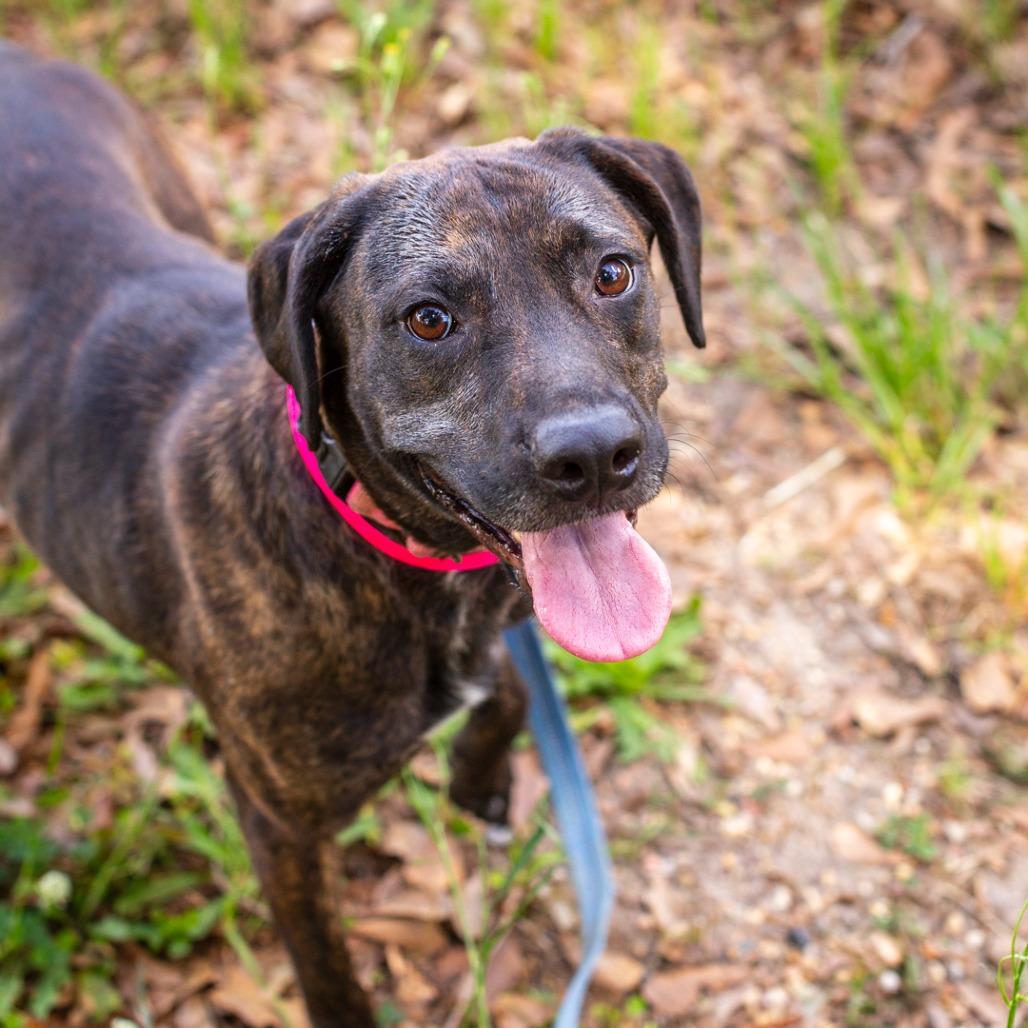 Enlarge Mimi, a Adoptable mixed breed in Hattiesburg, MS image 5/5