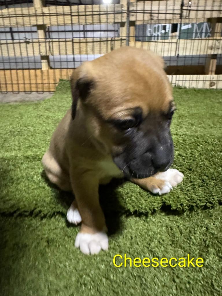 Cheesecake / Davy, Adopted, Puppy Male German Shepherd Dog.