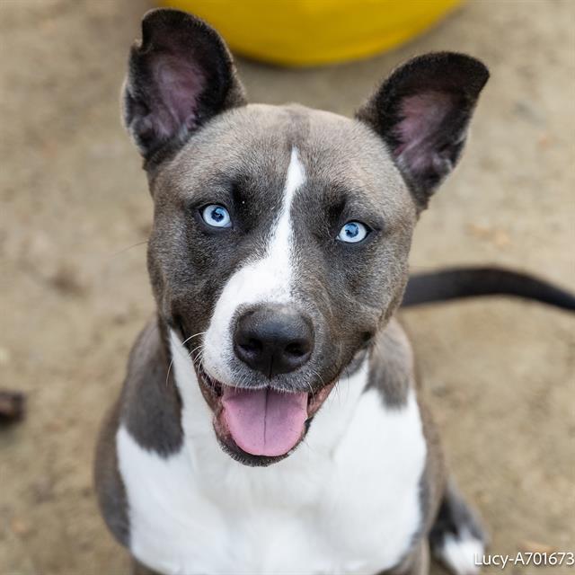 LUCY, Adoptable, Adult Female Pit Bull Terrier & Mixed Breed.