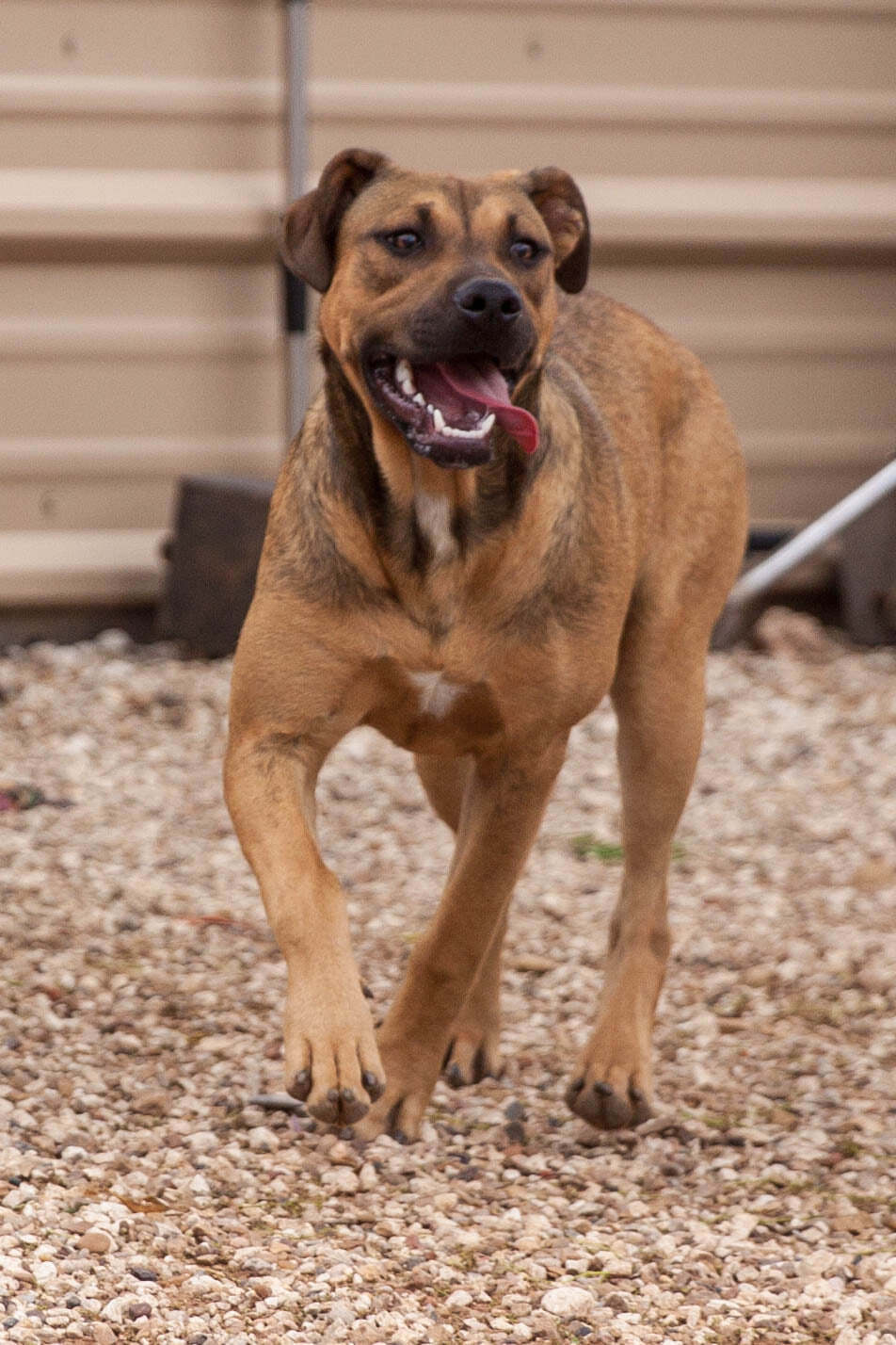 Tippy, a Adoptable Mixed Breed in Post, TX image 1/10