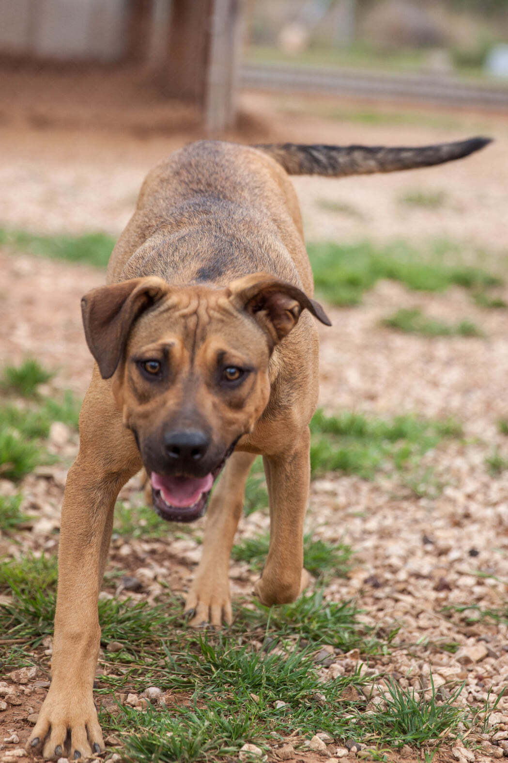 Tippy, Adoptable, Young Female Mixed Breed.