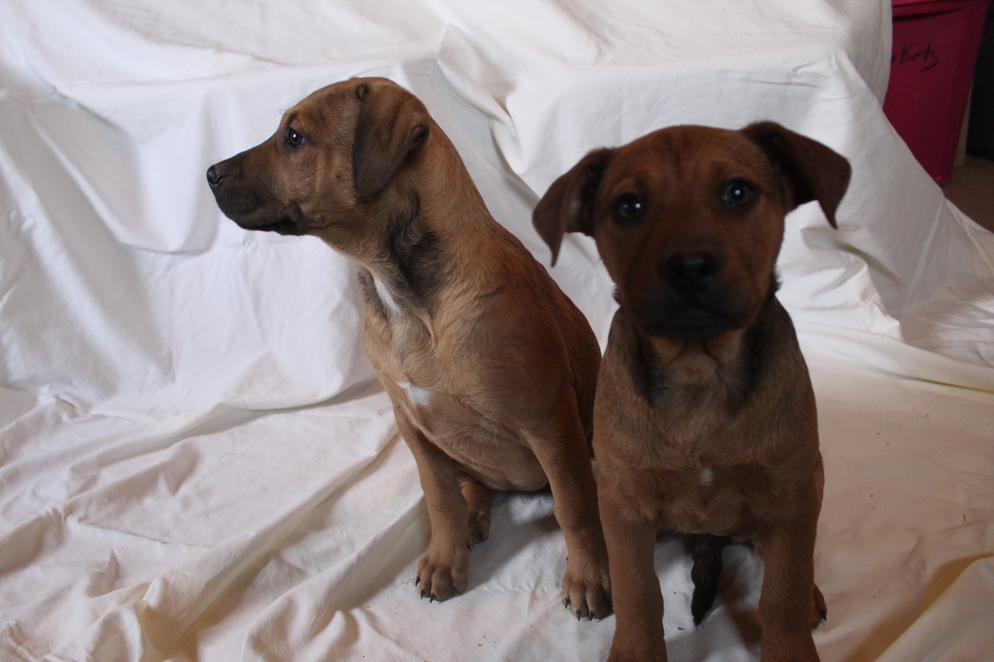 Tippy, a Adoptable Mixed Breed in Post, TX image 3/10