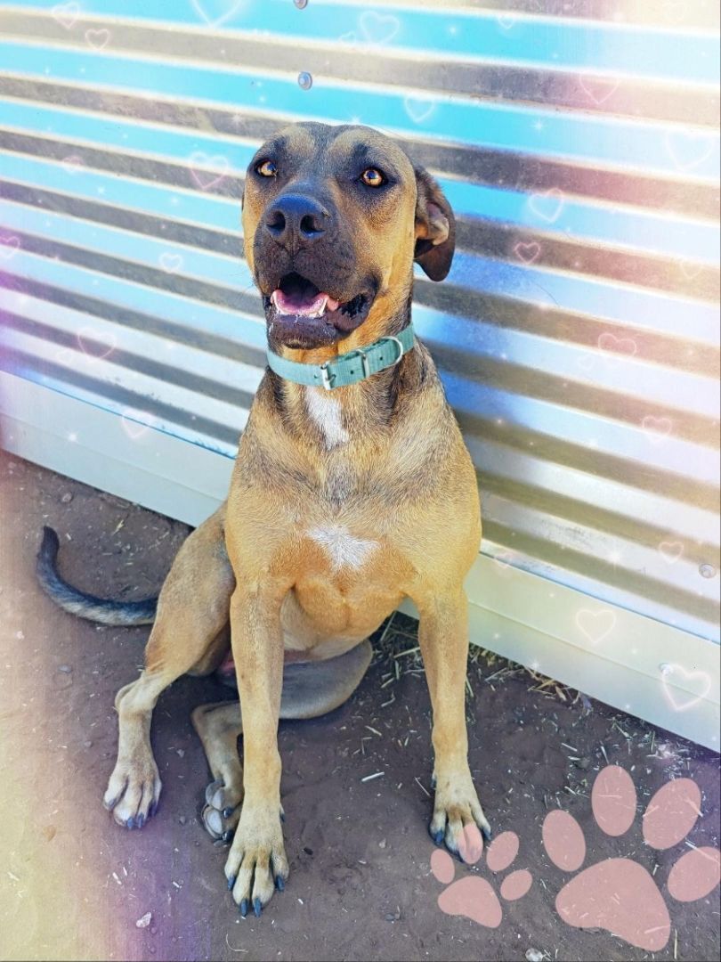 Tippy, a Adoptable Mixed Breed in Post, TX image 5/10