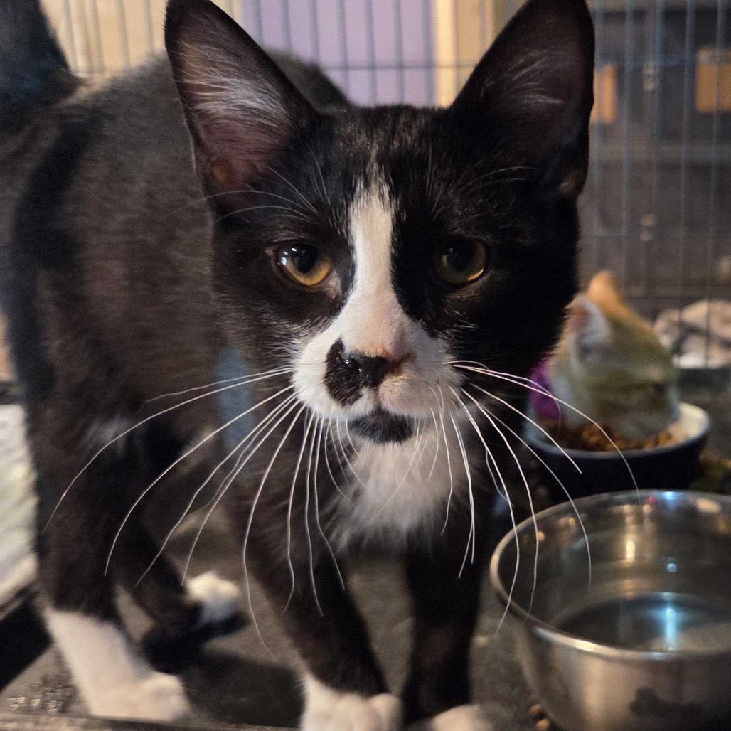Joe Bradley, Adoptable, Kitten Male Domestic Short Hair.