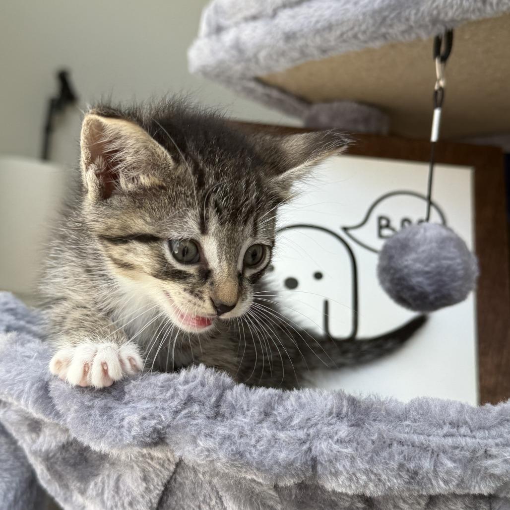 Enchant, Adoptable, Kitten Male Domestic Short Hair.