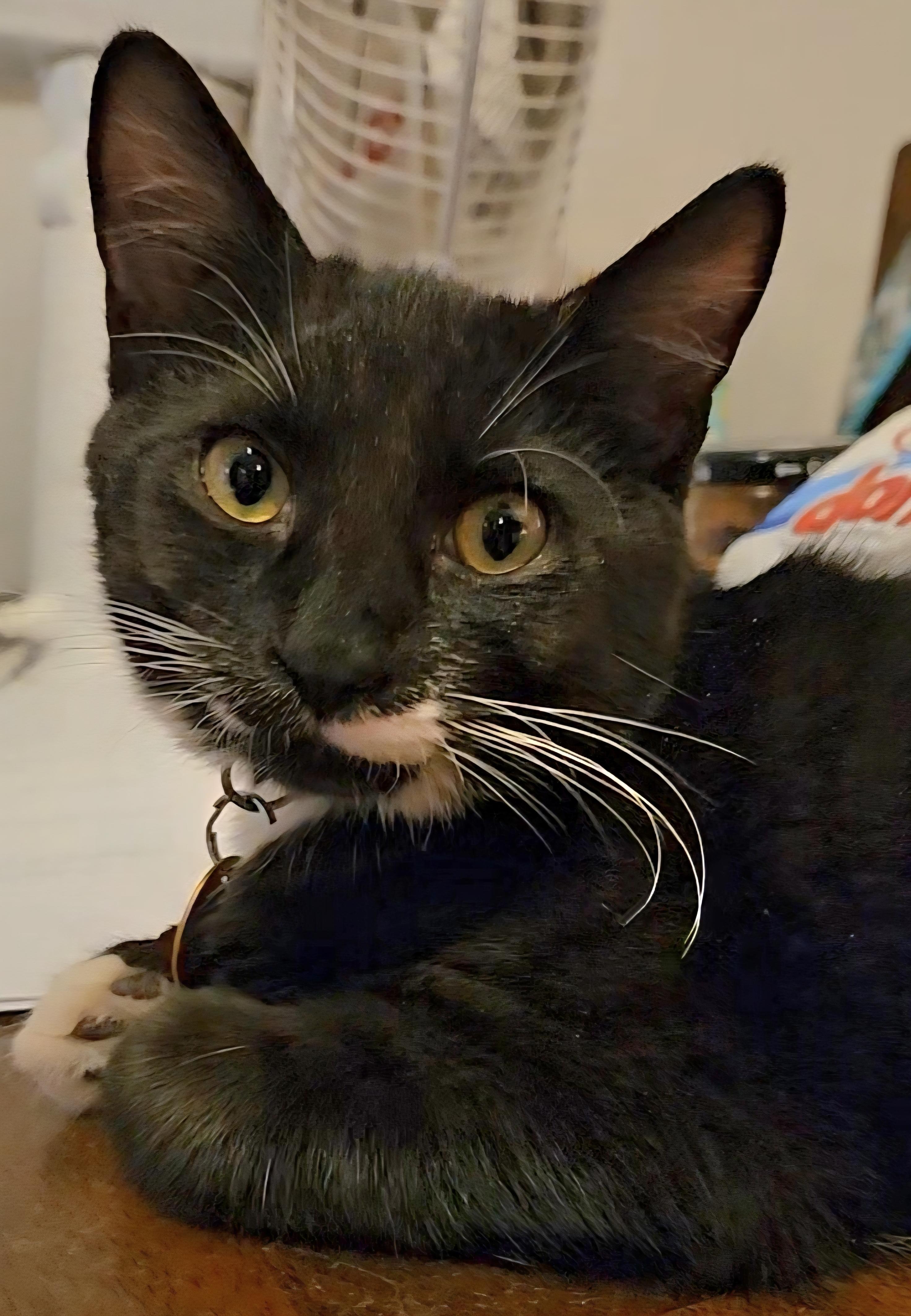 Electro, an adoptable Tuxedo in Pasco, WA, 99301 | Photo Image 5