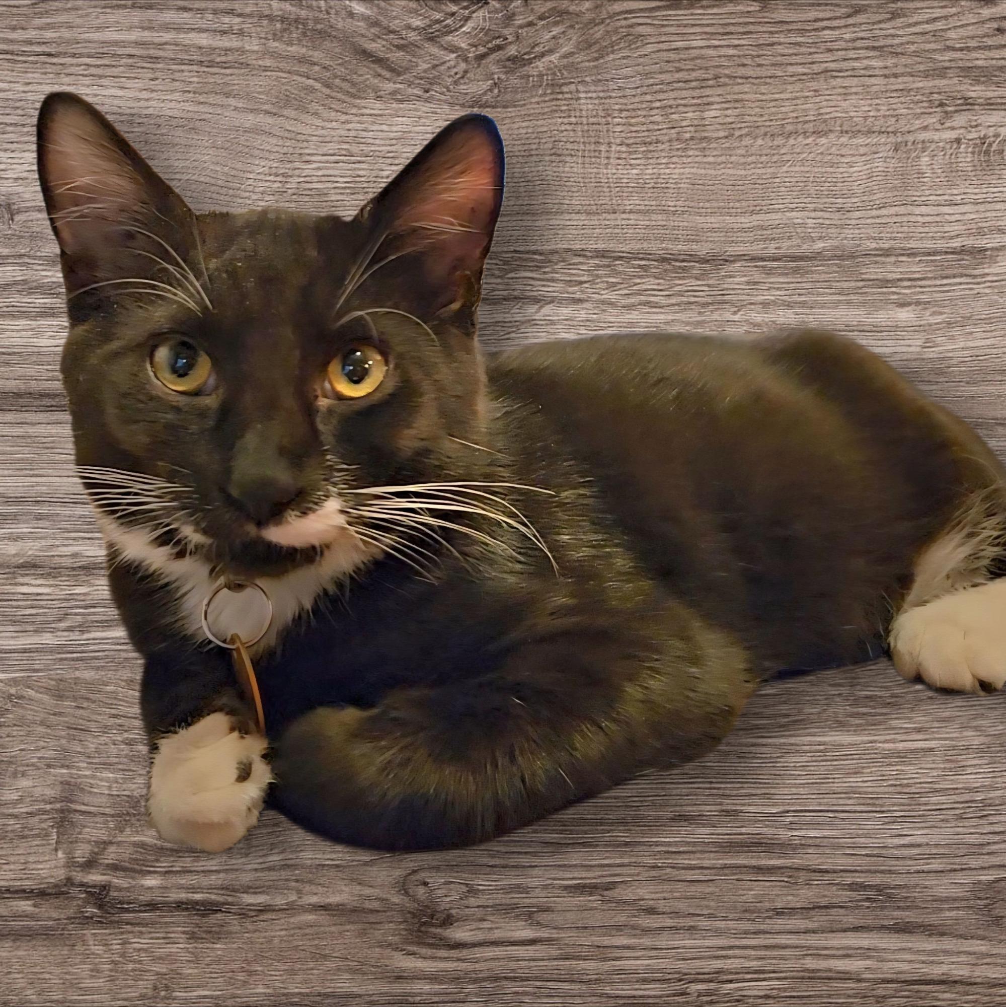Electro, an adoptable Tuxedo in Pasco, WA, 99301 | Photo Image 4