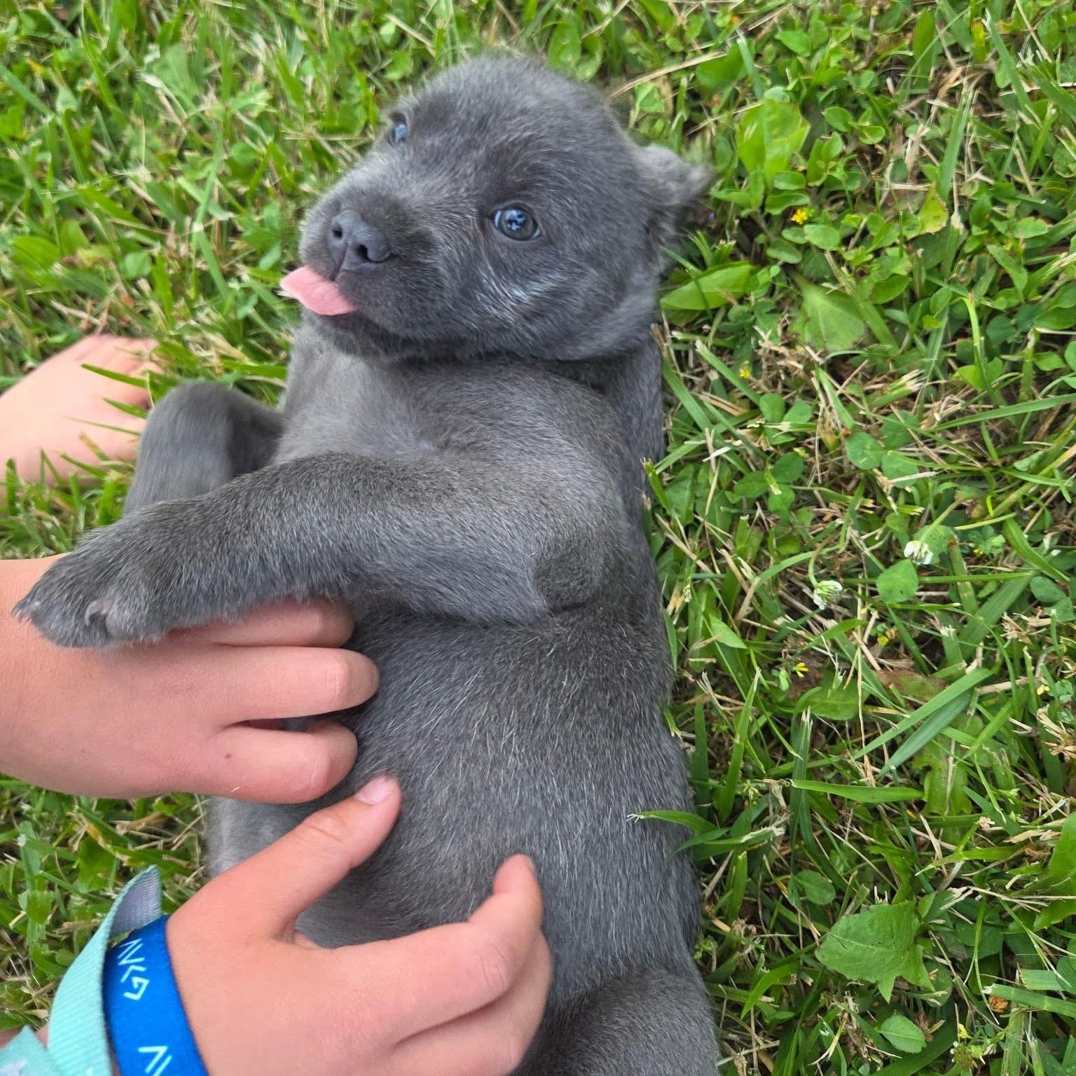 Swan, an adopted mixed breed in Kentwood, MI image 1/4