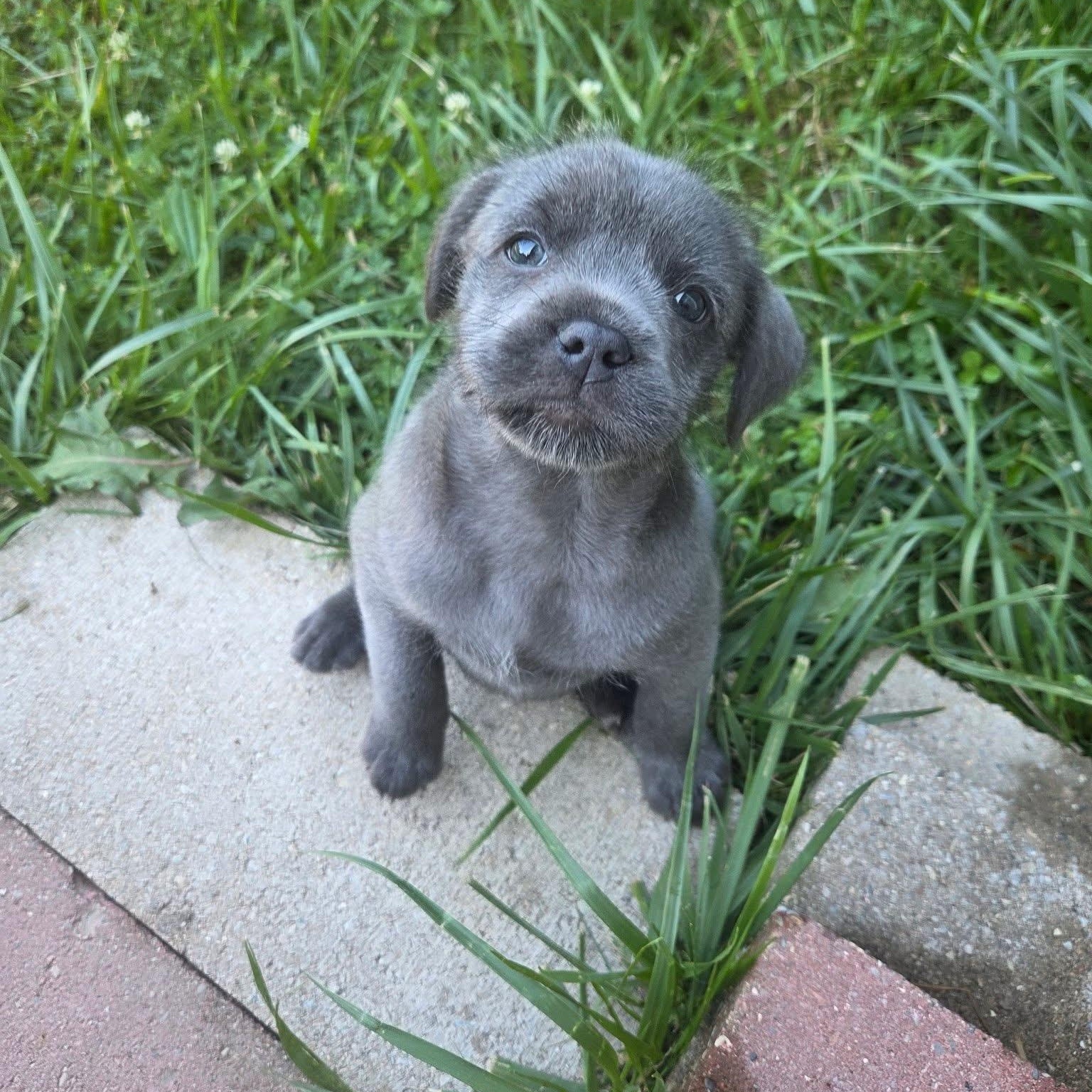 Swan, an adopted mixed breed in Kentwood, MI image 2/4