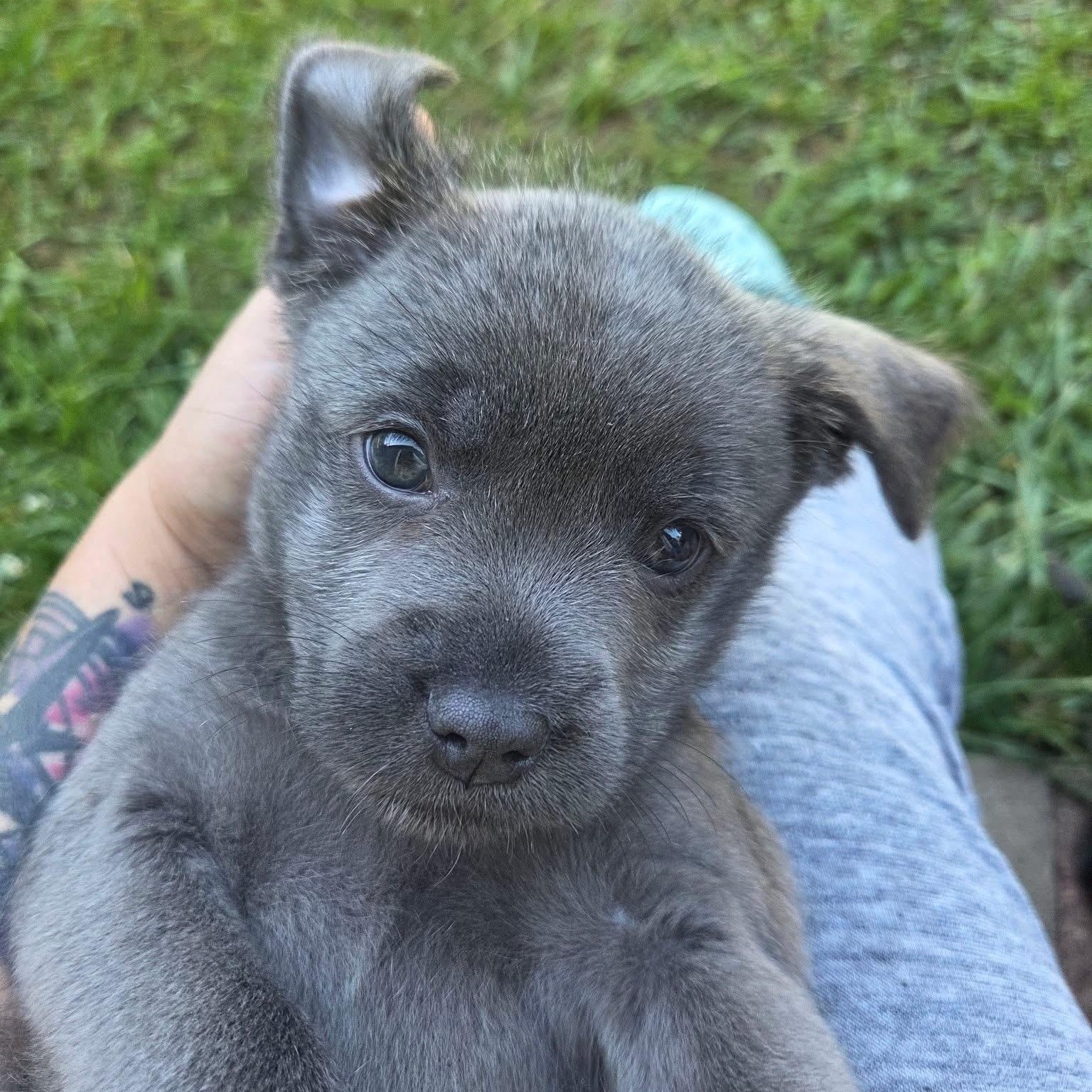 Swan, an adopted mixed breed in Kentwood, MI image 4/4