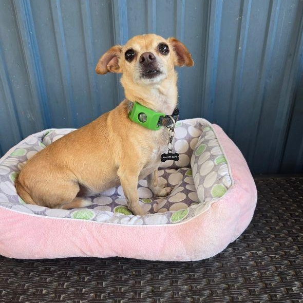 Neo, adopted, Adult Male Chihuahua.