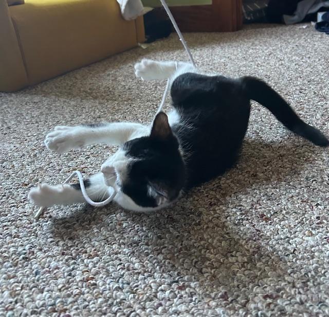 Enlarge Skunk, a ADOPTABLE Domestic Short Hair in Chambersburg, PA image 3/5