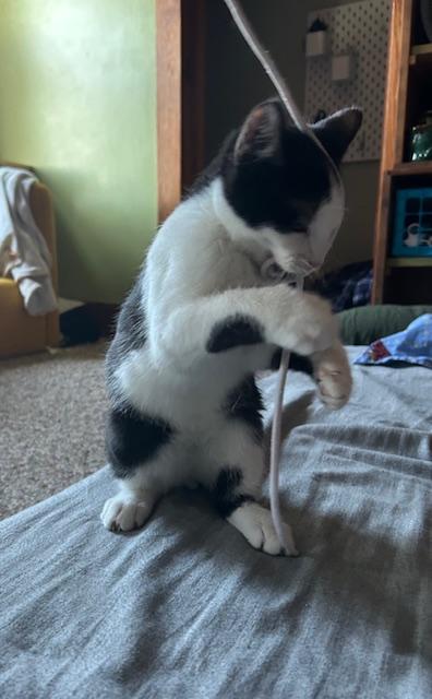 Enlarge Skunk, a ADOPTABLE Domestic Short Hair in Chambersburg, PA image 2/5