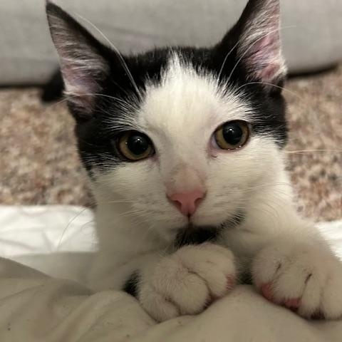 Enlarge Skunk, a ADOPTABLE Domestic Short Hair in Chambersburg, PA image 1/5