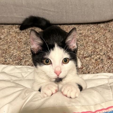 Enlarge Skunk, a ADOPTABLE Domestic Short Hair in Chambersburg, PA image 5/5