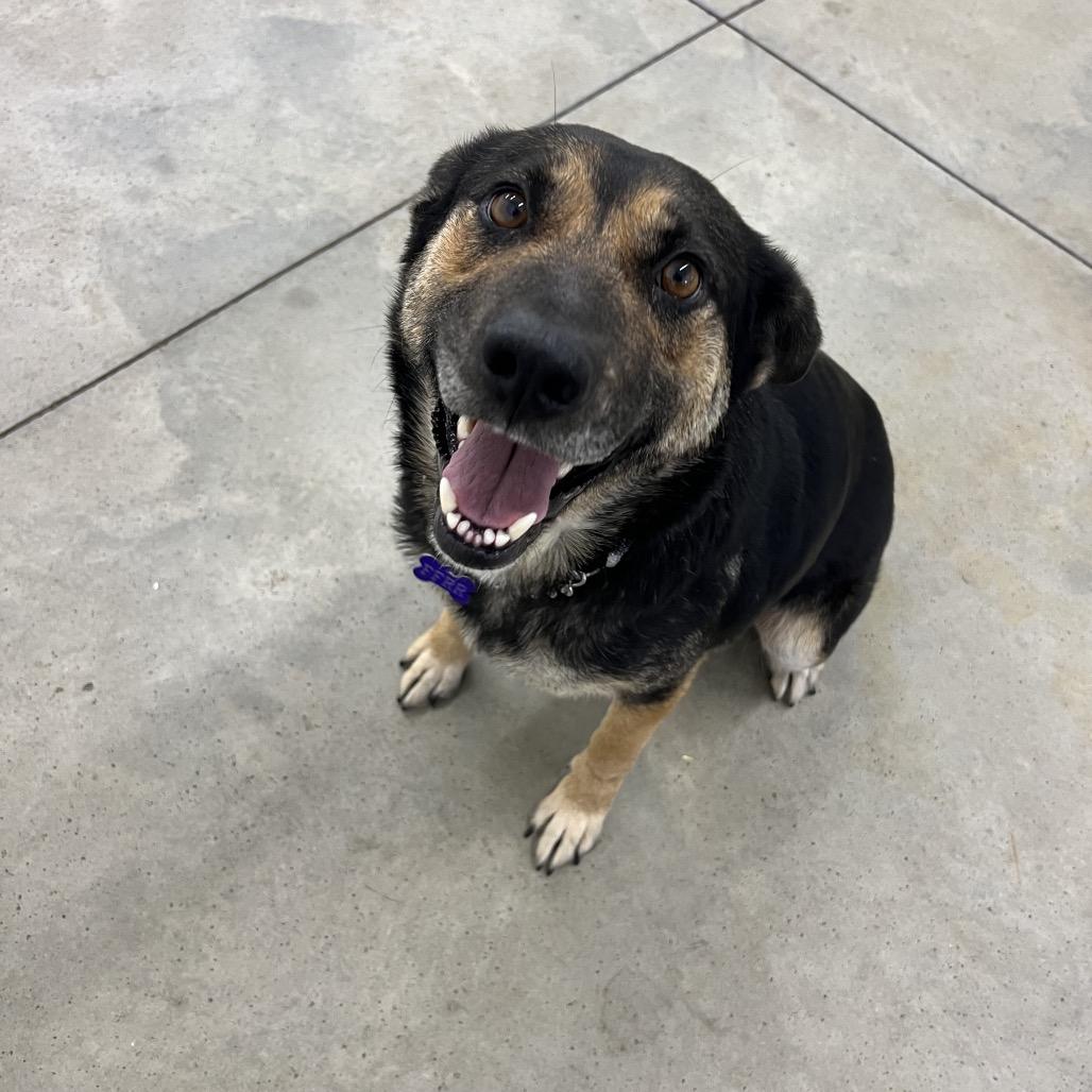 Enlarge Latke (lot-kah), a Adoptable Mixed Breed in Bismarck, ND image 1/4