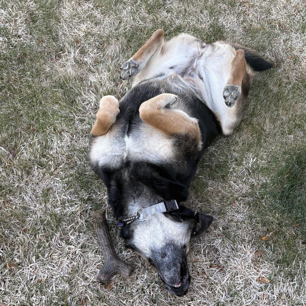 Enlarge Latke (lot-kah), a Adoptable Mixed Breed in Bismarck, ND image 2/6