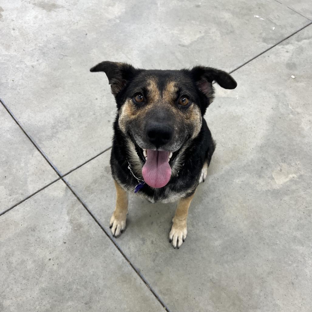 Enlarge Latke (lot-kah), a Adoptable Mixed Breed in Bismarck, ND image 3/4
