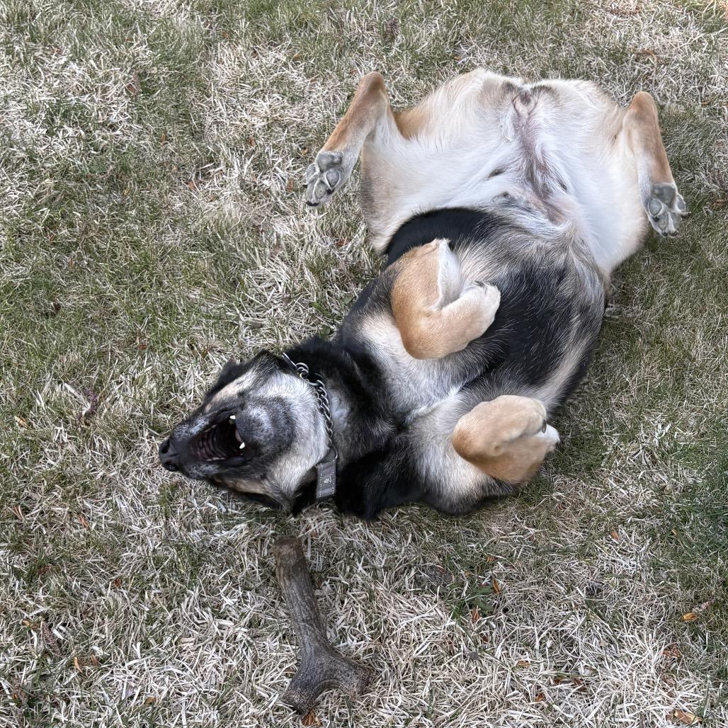 Enlarge Latke (lot-kah), a Adoptable Mixed Breed in Bismarck, ND image 5/6