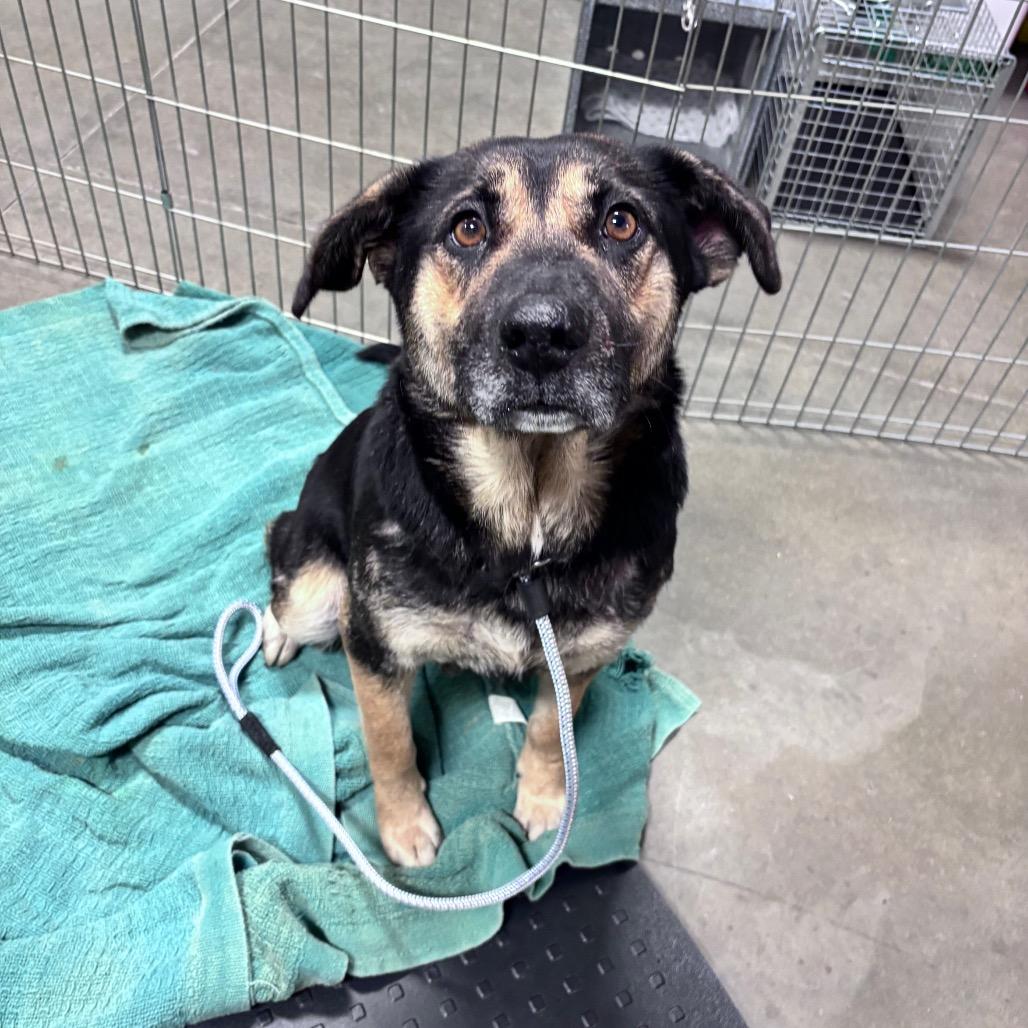 Enlarge Latke (lot-kah), a Adoptable Mixed Breed in Bismarck, ND image 4/4