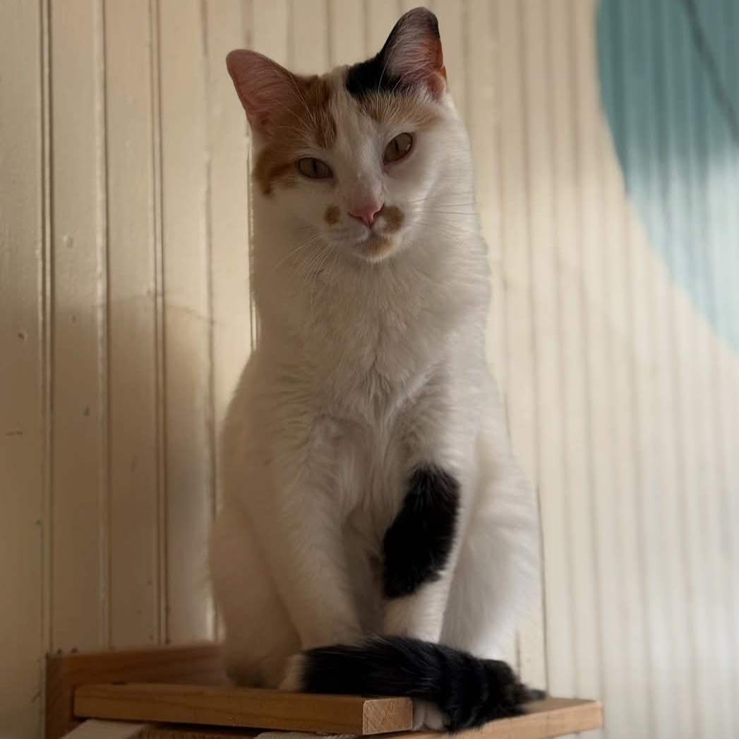 Enlarge Carmelita , a ADOPTABLE Calico in Whitewater, WI image 3/3