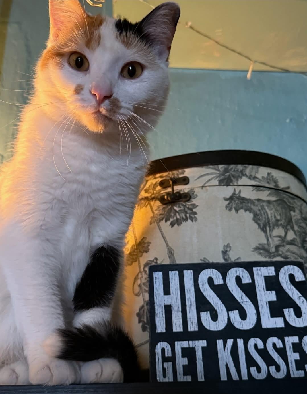 Enlarge Carmelita , a ADOPTABLE Calico in Whitewater, WI image 2/3