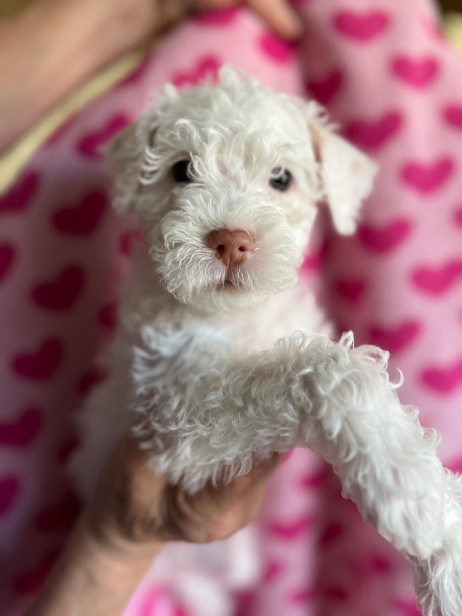 Enlarge Iris, an adopted mixed breed in Roseville, CA image 1/1