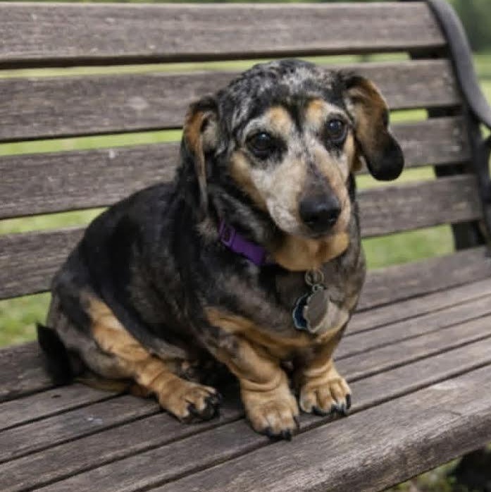Enlarge Trixie, an adopted mixed breed in Springfield, MO image 2/5