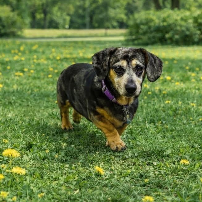 Enlarge Trixie, an adopted mixed breed in Springfield, MO image 1/5