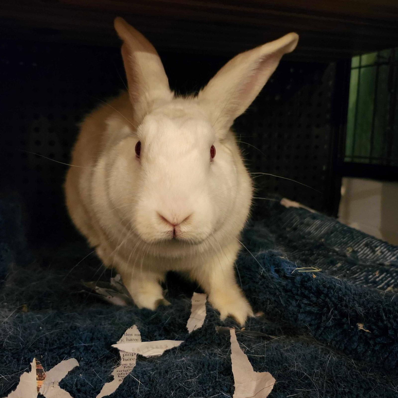 Enlarge Eevee, a Adoptable Florida White in Brooklyn, NY image 1/2