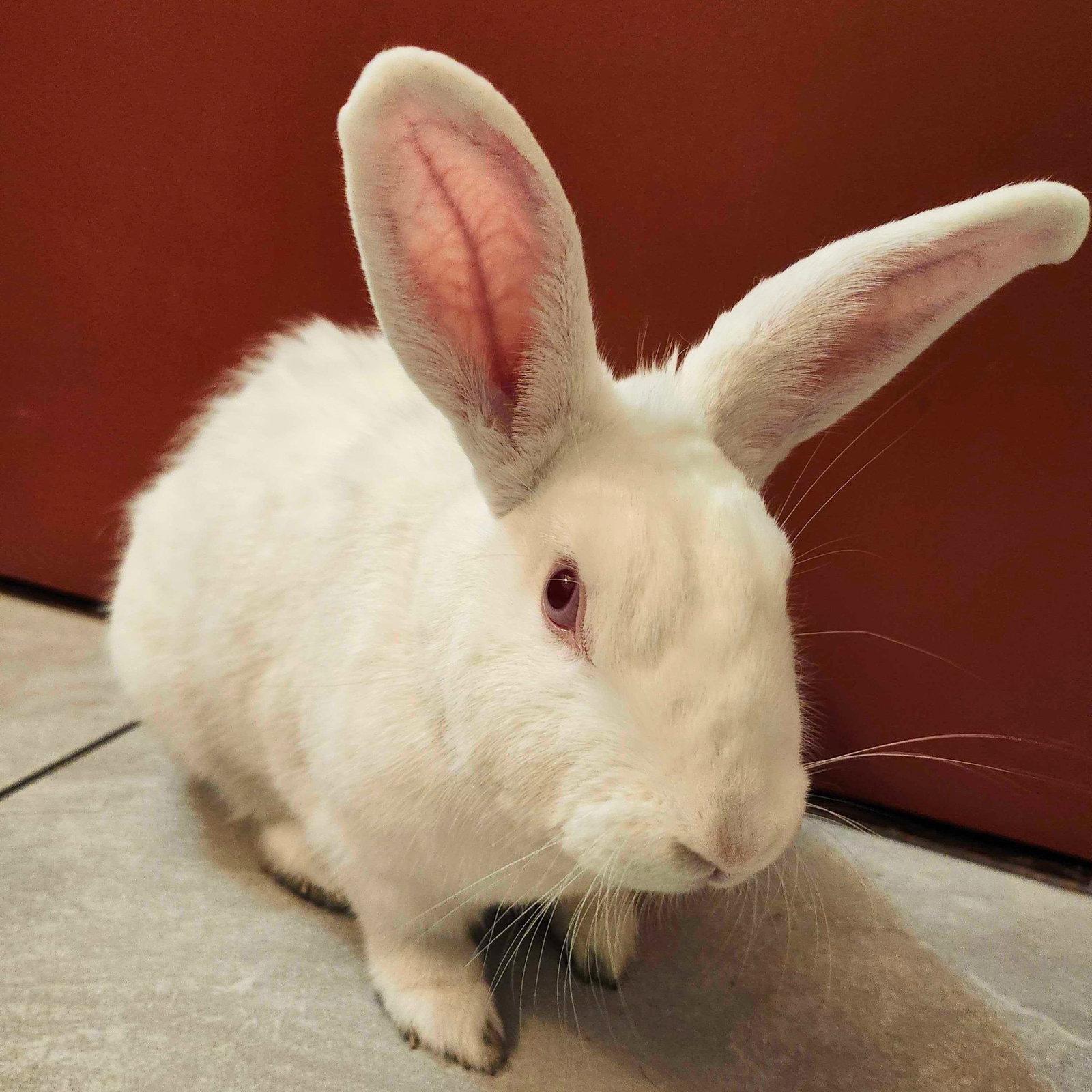 Enlarge Eevee, a Adoptable Florida White in Brooklyn, NY image 2/2