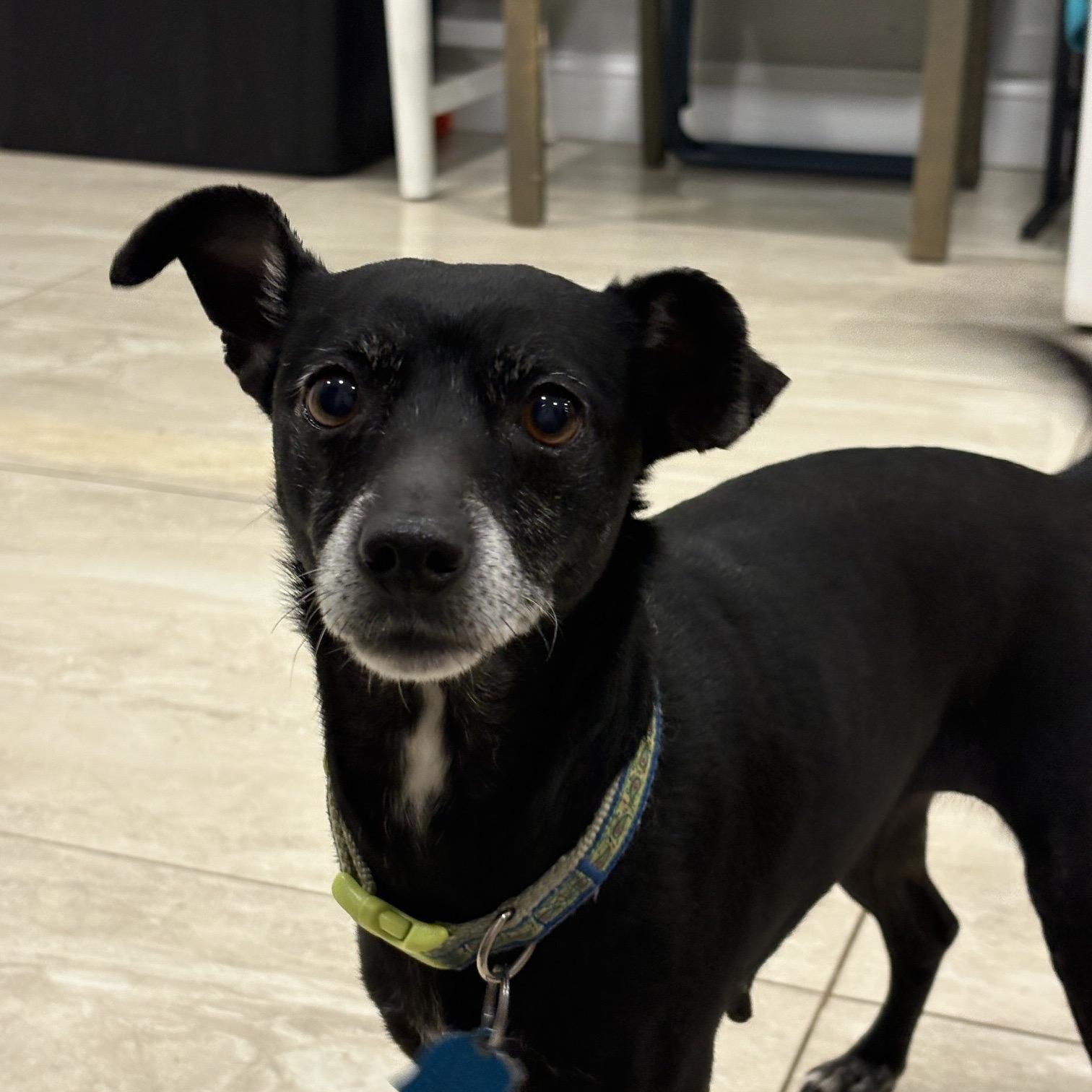 Maggie, a ADOPTABLE mixed breed in Abington, PA image 2/2
