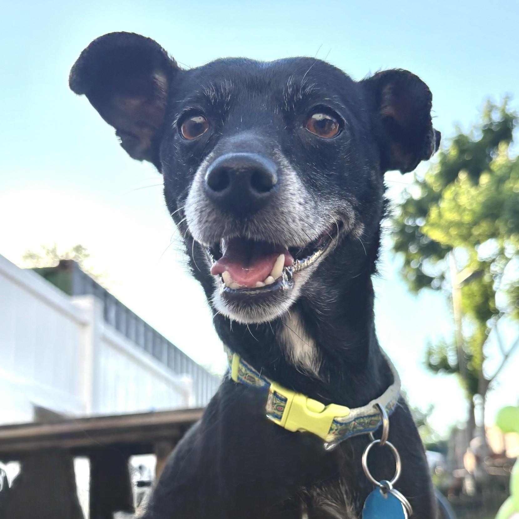Maggie, a ADOPTABLE mixed breed in Abington, PA image 1/2