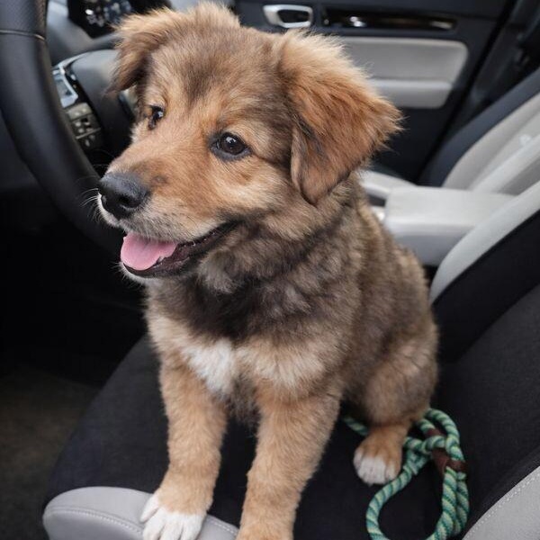 Leo Lion Heart — thumbnail 2