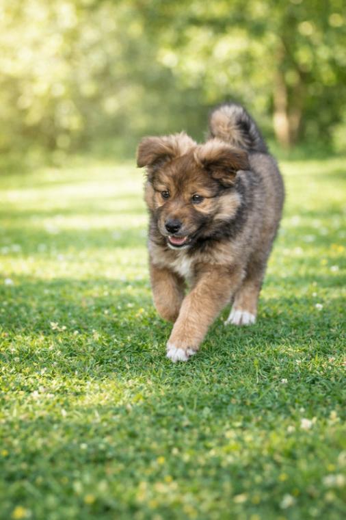 Leo Lion Heart — thumbnail 3