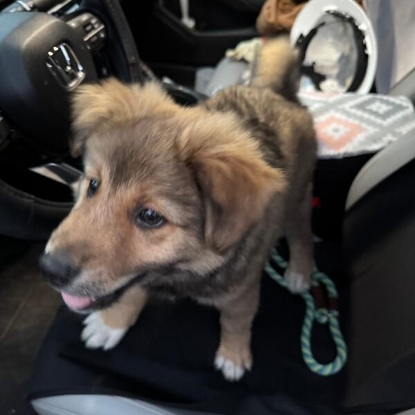 Leo Lion Heart — thumbnail 5