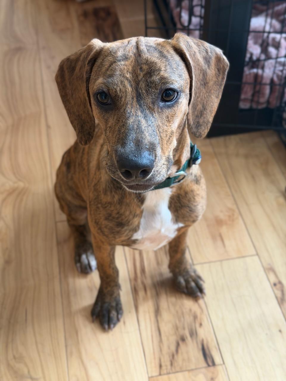 Julie, Adoptable, Young Female Hound.