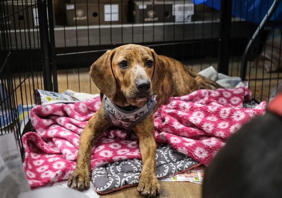 Enlarge Julie, a Adoptable Hound in Tarrytown, GA image 3/3