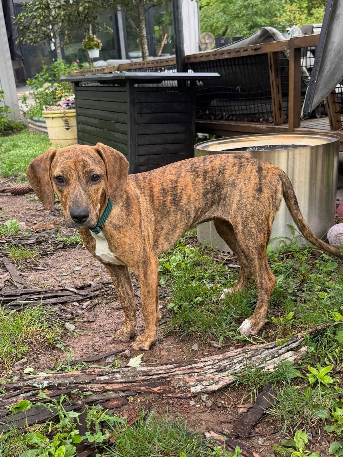 Enlarge Julie, a Adoptable Hound in Tarrytown, GA image 3/3