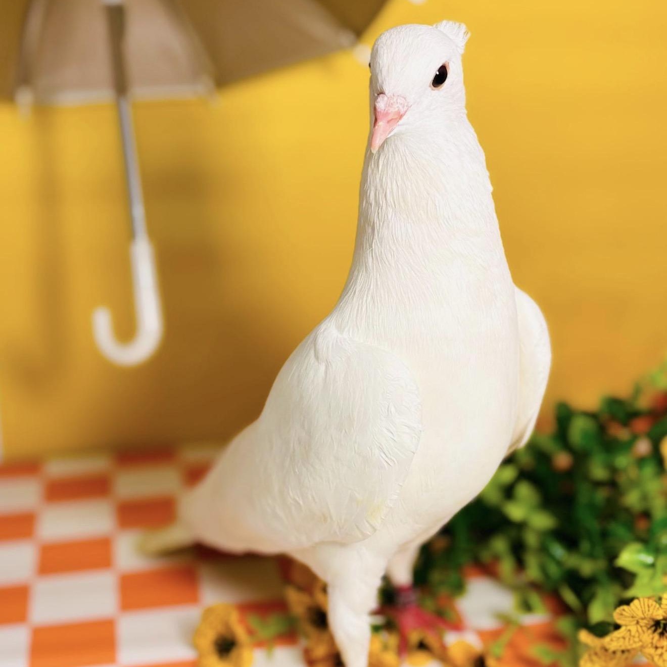 Tereza, an adopted Pigeon in Chicago, IL image 3/6