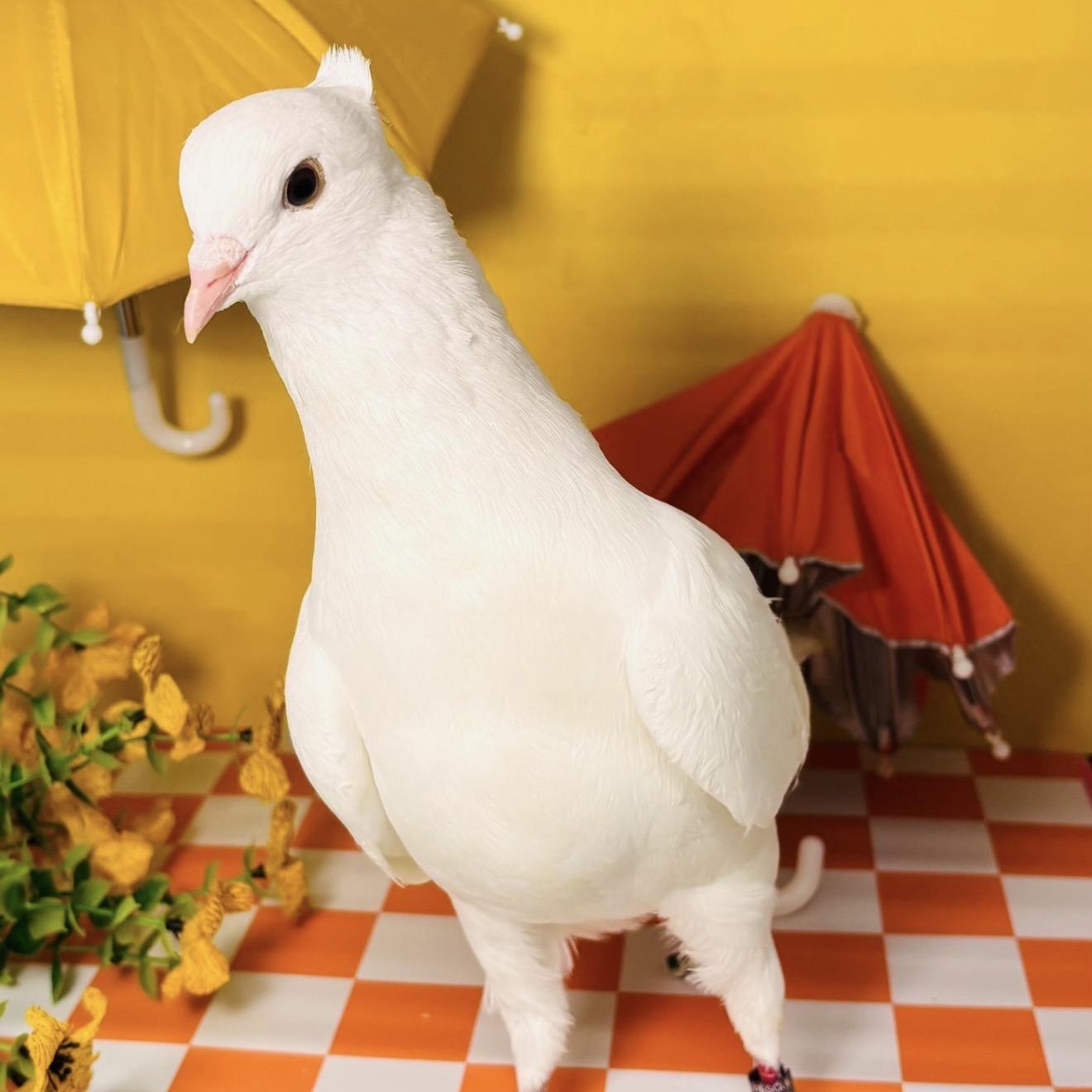 Tereza, an adopted Pigeon in Chicago, IL image 6/6