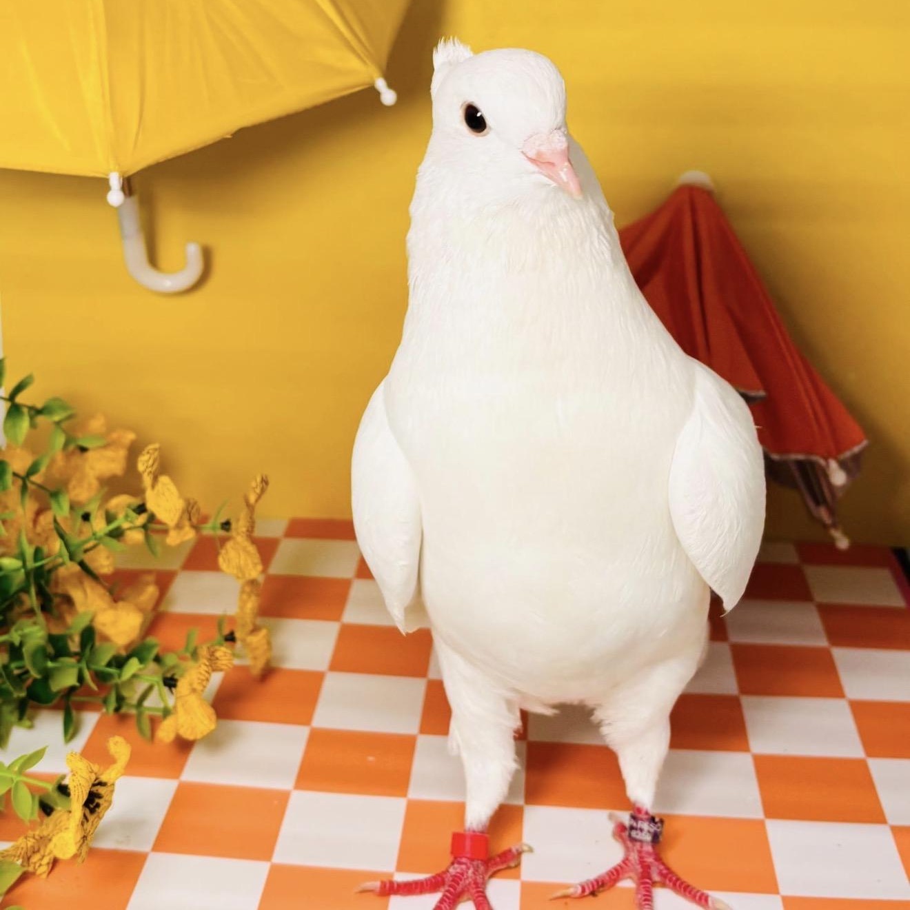 Tereza, an adopted Pigeon in Chicago, IL image 5/6