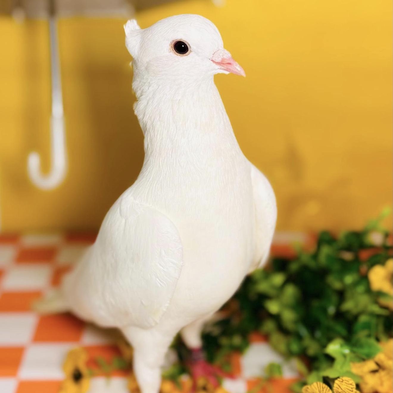 Tereza, adopted, Adult Unknown Pigeon.