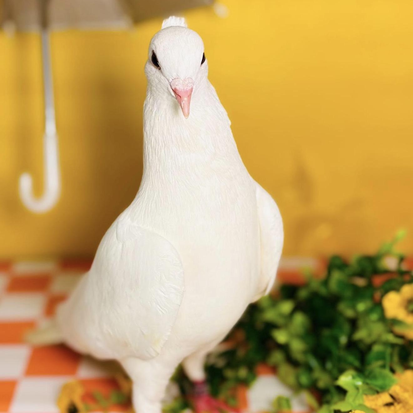 Tereza, an adopted Pigeon in Chicago, IL image 4/6