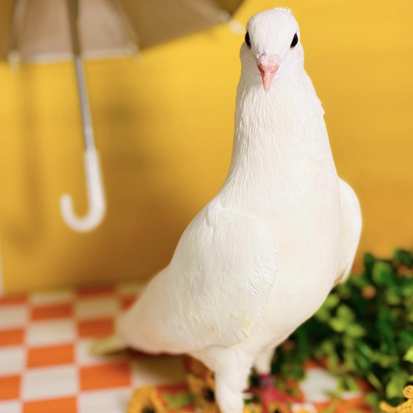 Tereza, an adopted Pigeon in Chicago, IL image 2/6