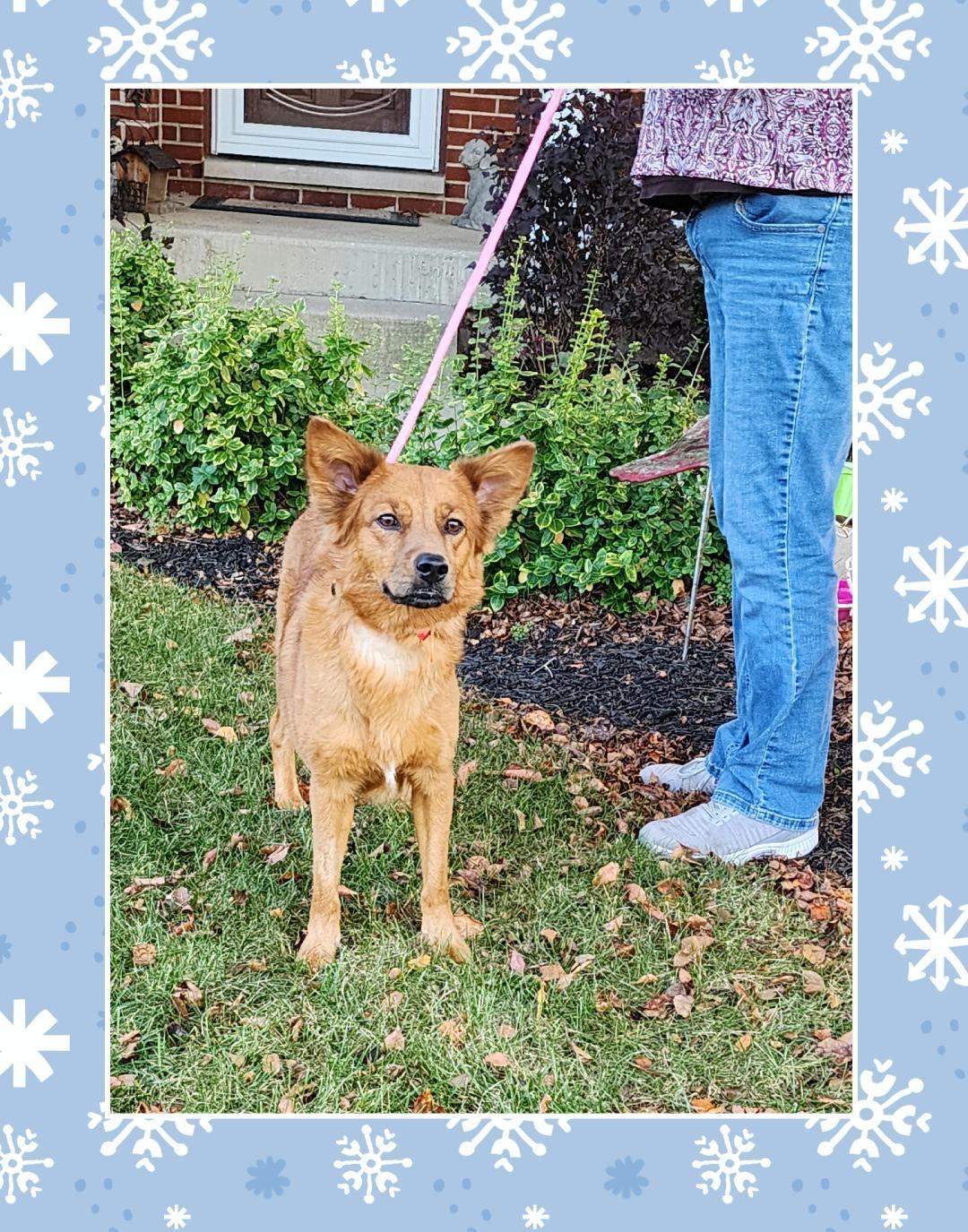 Enlarge Riley , a Adoptable mixed breed in Lake Geneva, WI image 6/6
