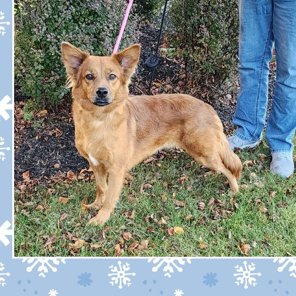 Enlarge Riley , a Adoptable mixed breed in Lake Geneva, WI image 1/6