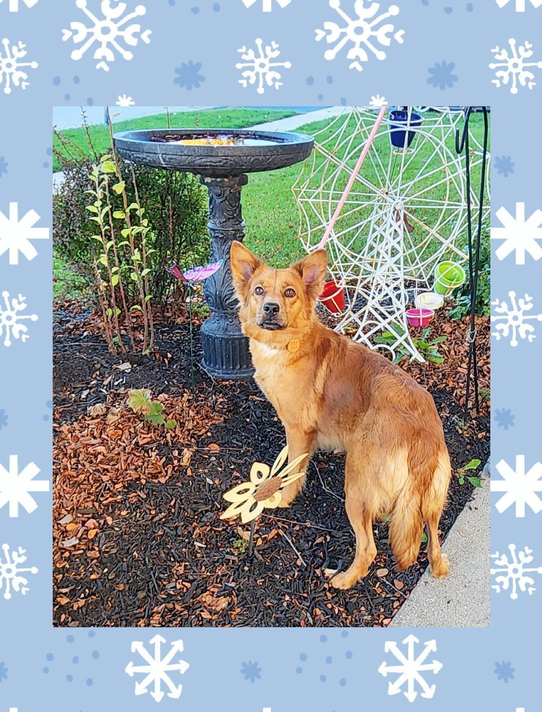 Enlarge Riley , a Adoptable mixed breed in Lake Geneva, WI image 3/6