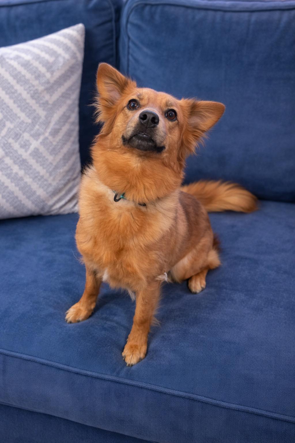 Enlarge Riley , a Adoptable mixed breed in Lake Geneva, WI image 2/6