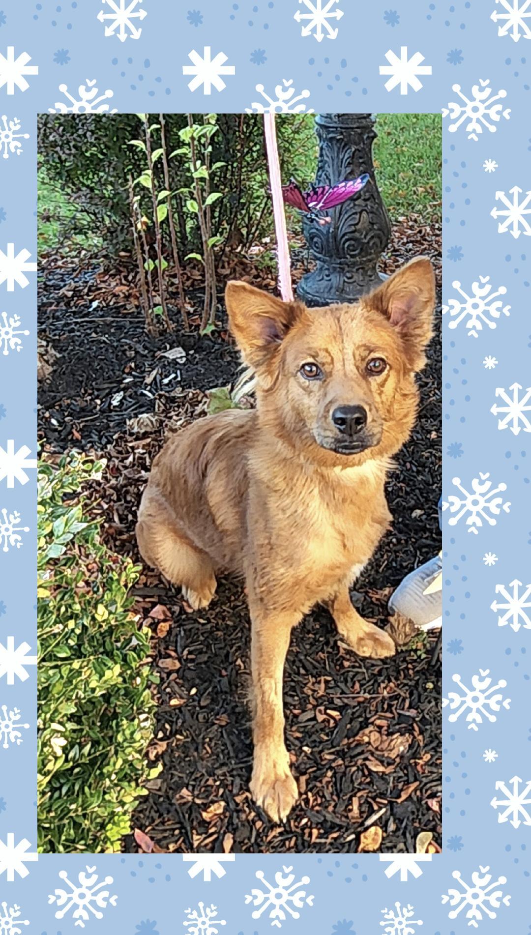 Enlarge Riley , a Adoptable mixed breed in Lake Geneva, WI image 5/6